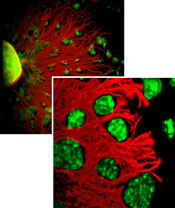 Axons (red) avoiding Semaphorin expressing cells (green)